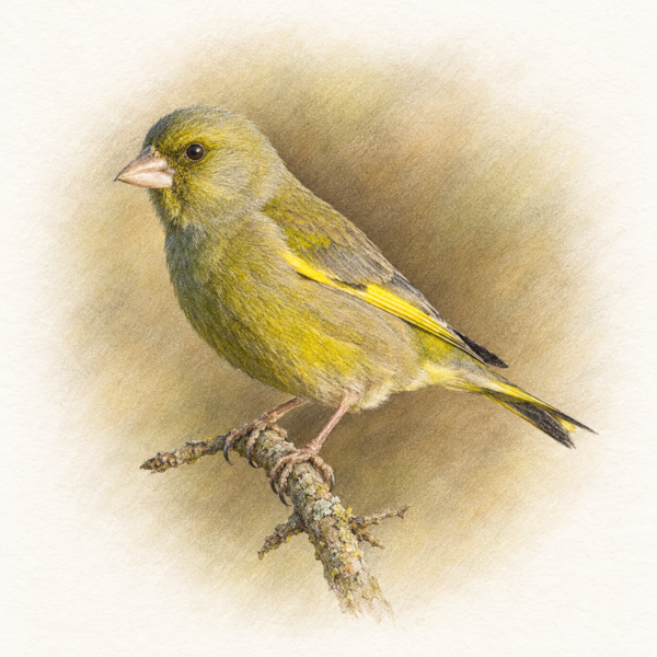 A greenfinch perched on a lichen-covered twig, drawn in coloured pencil on paper.